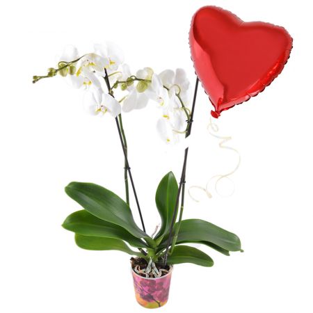 Product White orchid + heart balloon