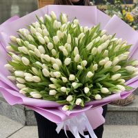151 white tulips