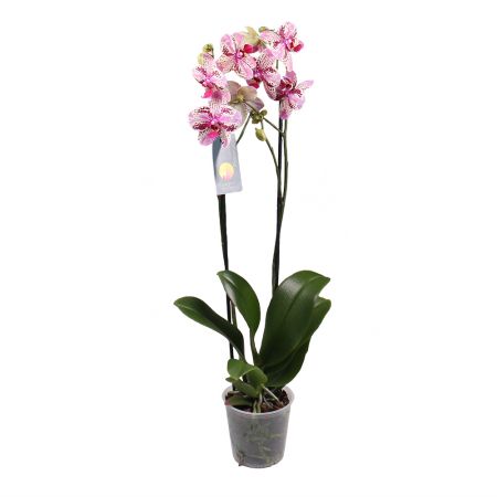 Product Orchid is spotty
