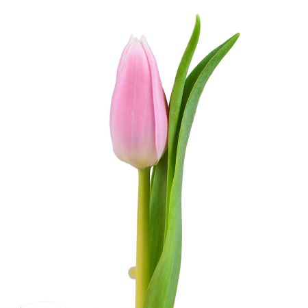 Pink tulips by the piece for the cute bouquet